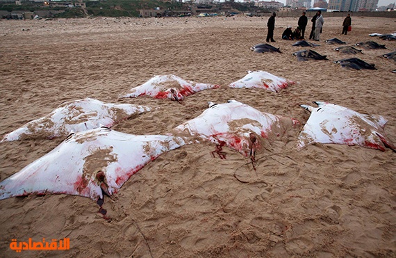 اهالي غزة يصطادون عددا ضخما من اسماك وطواط البحر النادرة