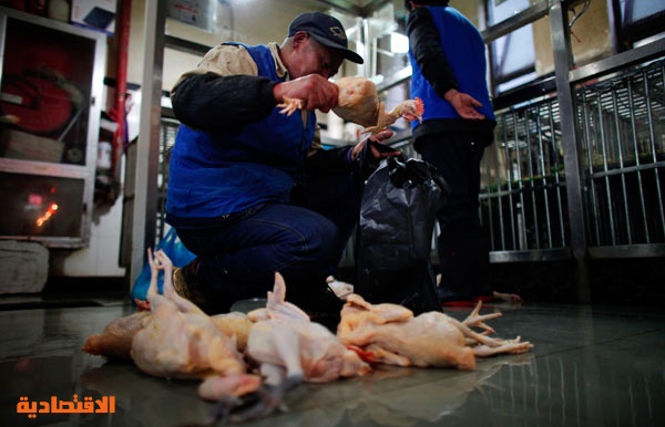 قصة مصورة : الصين تذبح الدواجن مع ارتفاع الوفيات بانفلونزا الطيور
