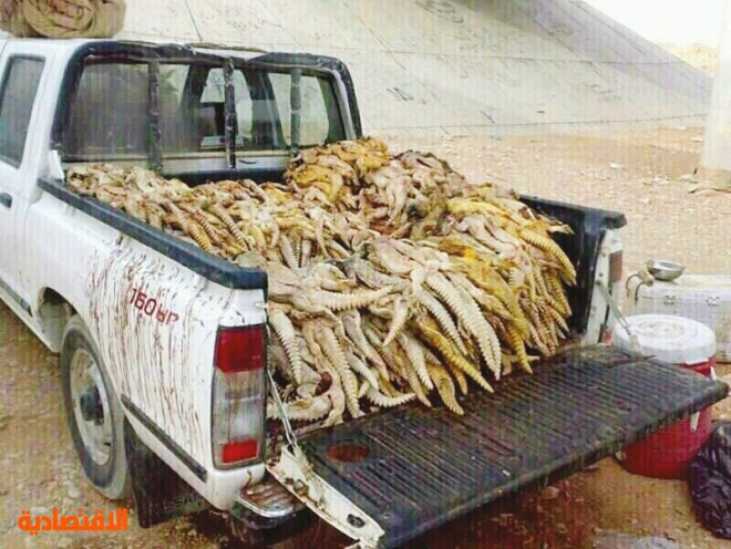 الضب مهدد بالانقراض من الصحراء السعودية صحيفة الاقتصادية