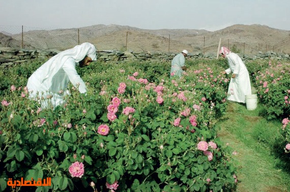 تعبير عن مدينة الطائف