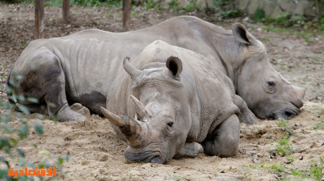 قصة مصورة: التشيك تحرق قرون وحيد القرن للمساعدة في انقاذ الحيوان المعرض للانقراض