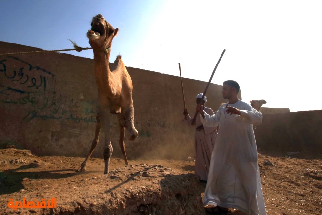 قصة مصورة : خروف العيد (4)