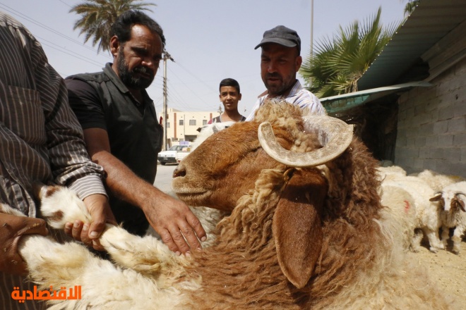 قصة مصورة : خروف العيد (4)