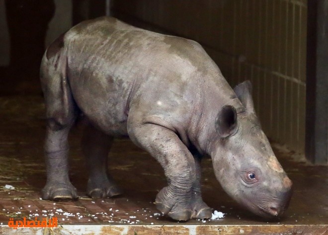 وحيد القرن الأسود حديث الولادة في حديقة الحيوان في برلين