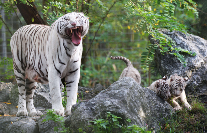 قصة مصورة: أنثى النمر وابنائها في نزهة بحديقة حيوانات بيساك في فرنسا