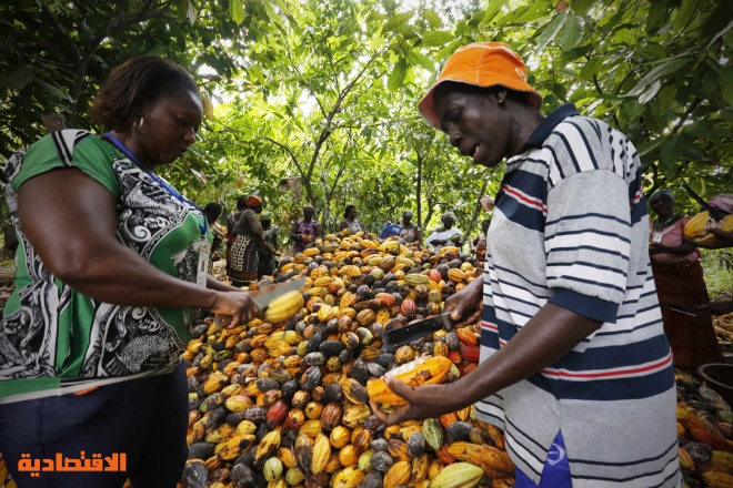 مزارع الكاكاو في ساحل العاج