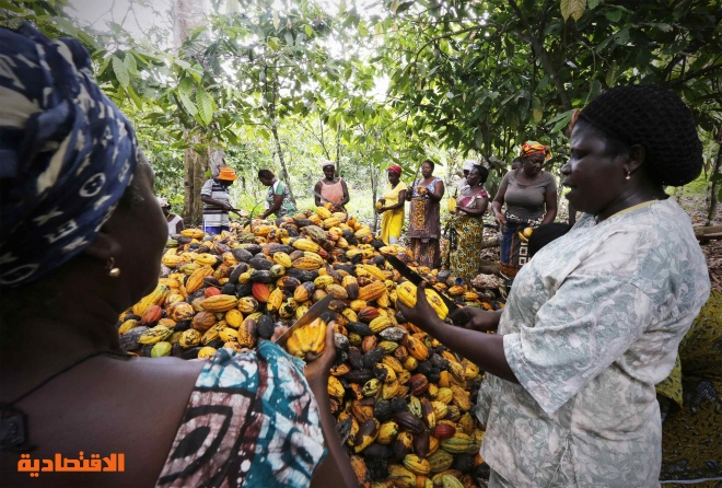 مزارع الكاكاو في ساحل العاج