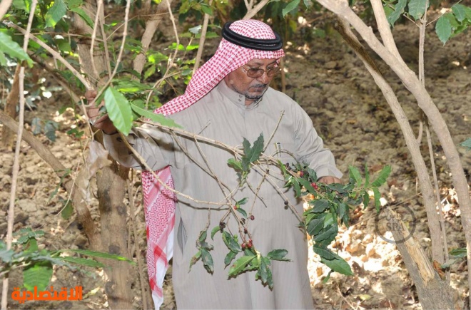 قصة مصورة الطبيعة الجبلية في الداير بني مالك تبتهج بمهرجان الب ن الثاني في جازان صحيفة الاقتصادية