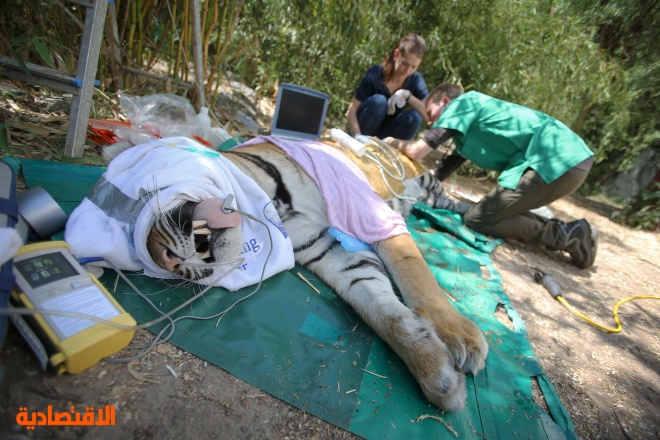 قصة مصورة: نمر يحصل على العلاج الطبي في حديقة وسط ألمانيا