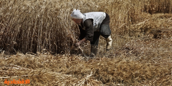 مصر تهون من خطر بذور الخشخاش بينما تواجه أزمة محتملة في القمح