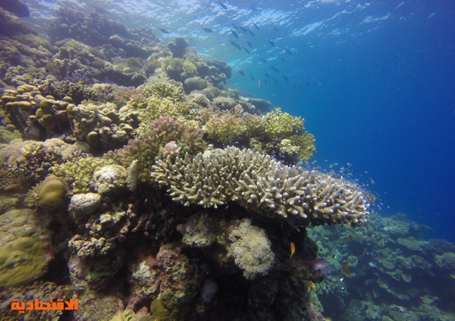 مشروع "البحر الأحمر" .. وثبة حضارية ورحلة تنزه في الحدائق المرجانية