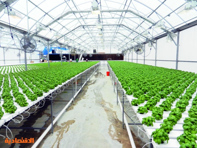 الزراعة المائية من الالف الى الياء Healthy Plant
