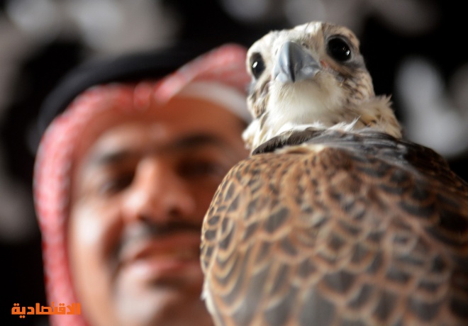 معرض الصقور والصيد السعودي 10 آلاف صقر في سماء المملكة 50 في المئة منها بالمنطقه الشرقية صحيفة الاقتصادية
