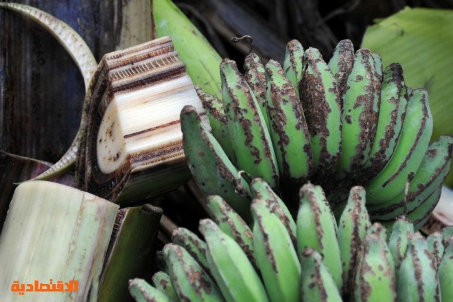 تقنيات ثورية تكافح «فطر بنما» لحماية الغذاء من الانقراض