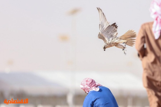  صقارو الإمارات يحصدون المراكز الأولى في مهرجان الملك عبدالعزيز