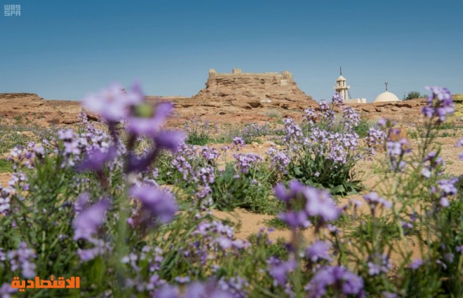 ربيع الجوف يكسو الأرض بألوان الطبيعة