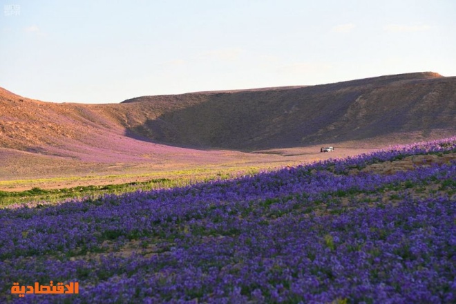 نقره لعرض الصورة في صفحة مستقلة