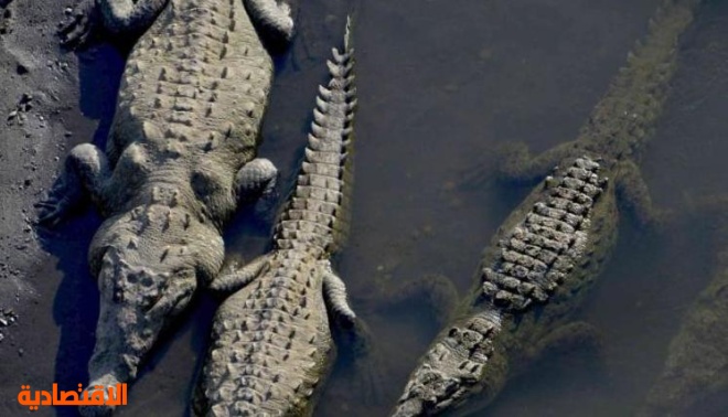 "جسر التمساح".. أغرب معلم سياحي يمكنك زيارته في كوستاريكا