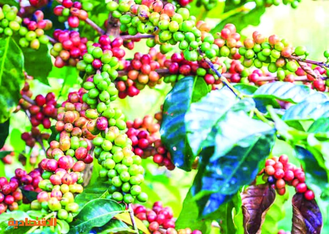 أمريكا اللاتينية .. هجر مزارع البن يتسبب في "جنون القهوة"