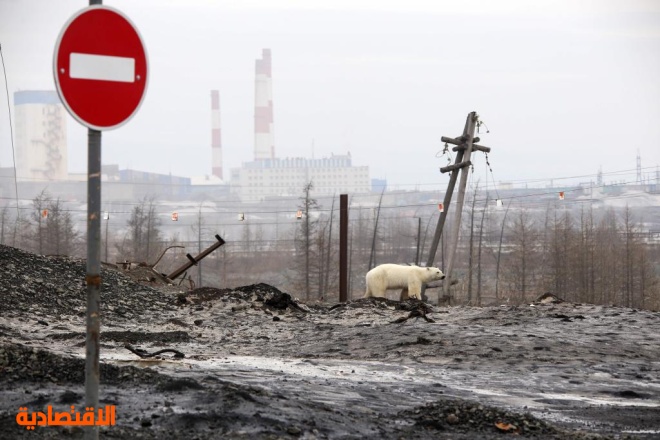 التغير المناخي في أوضح صوره.. دب قطبي داخل مدن سيبيريا