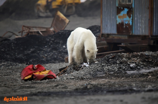 التغير المناخي في أوضح صوره.. دب قطبي داخل مدن سيبيريا