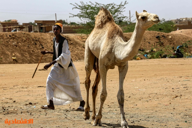 قصة مصورة : تجارة الإبل في السودان