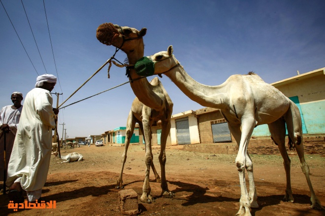 قصة مصورة : تجارة الإبل في السودان