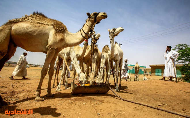 قصة مصورة : تجارة الإبل في السودان