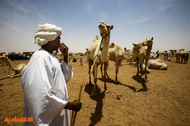 قصة مصورة : تجارة الإبل في السودان