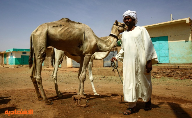 قصة مصورة : تجارة الإبل في السودان