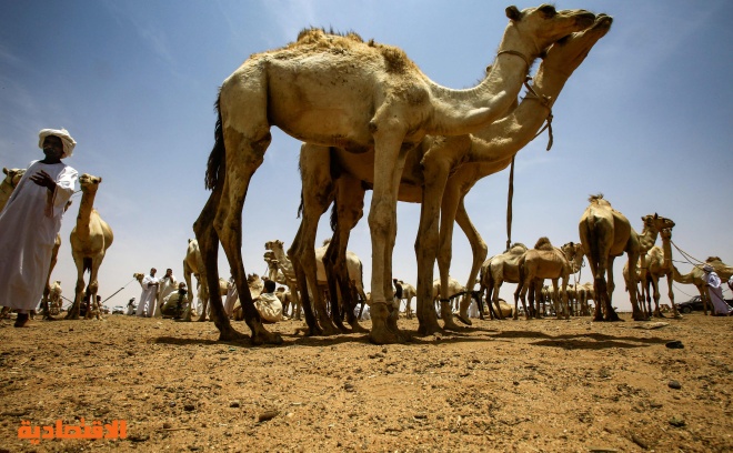قصة مصورة : تجارة الإبل في السودان