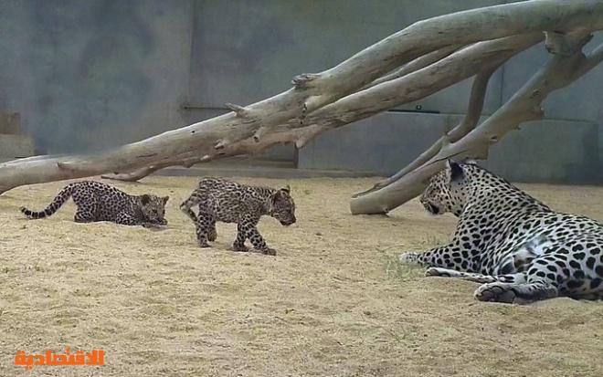 ولادة صغيرين جديدين من النمور العربية ضمن جهود السعودية في حماية النمر العربي صحيفة الاقتصادية