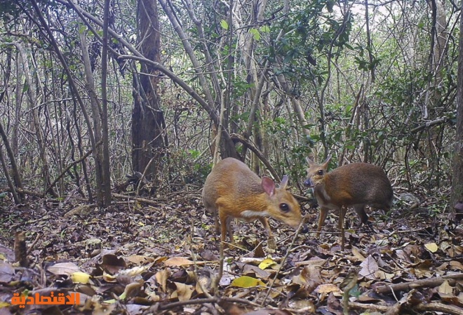 ظهور "الغزال الفأر" مجددا في فيتنام بعد مخاوف من انقراضه استمرت 30 سنة
