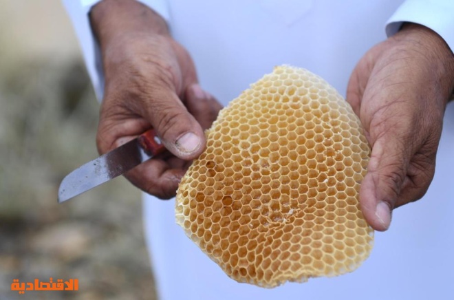 جازان تحتفظ بسلالة النحل العربي الأصيلة والنحالون يستعدون لإنتاج العسل