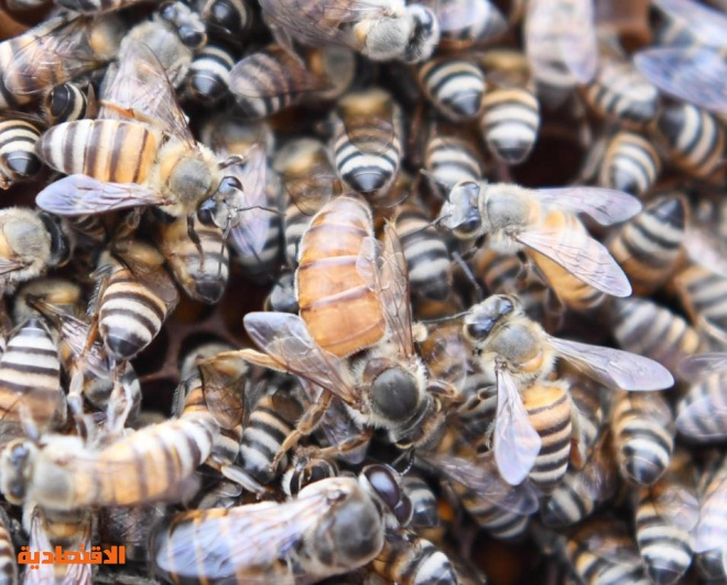 جازان تحتفظ بسلالة النحل العربي الأصيلة والنحالون يستعدون لإنتاج العسل