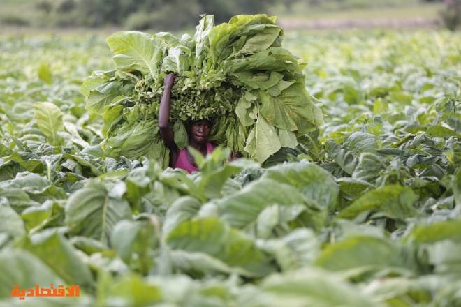 مزارع التبغ في زيمبابوي