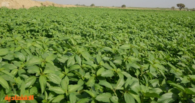 جازان هي السلة الغذائية وخط الدفاع الأول في تحقيق الأمن الغذائي للمملكة. صحيفة الاقتصادية