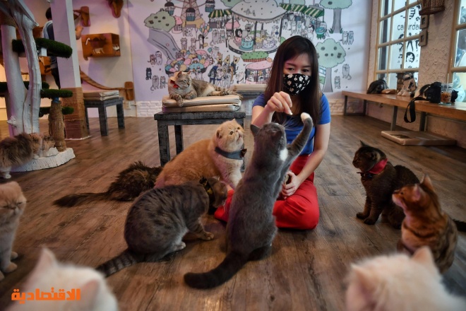  موظف يقيس درجة حرارة قطة داخل مقهى للقطط في تايلاند والذي أعيد افتتاحه بعد إغلاقه مؤقتا بسبب كورونا