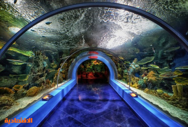متحف مائي يضم 7000 كائن بحري في جدة