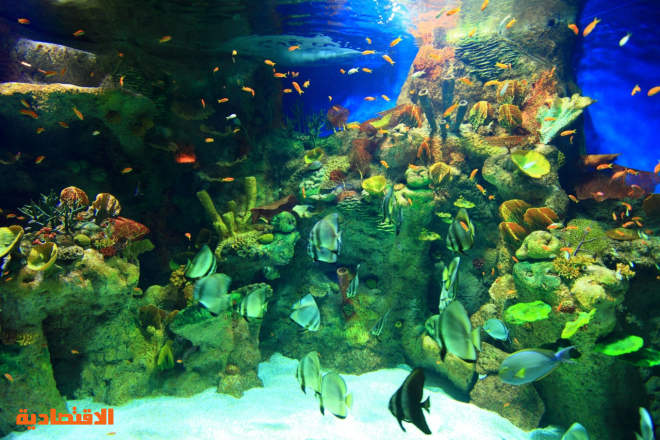 متحف مائي يضم 7000 كائن بحري في جدة