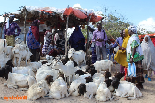 فيروس كورونا يضرب قطاع تصدير الماشية الصومالي 