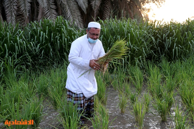 الأرز الحساوي .. "ذهب" تتوارثه الأجيال في واحة سعودية