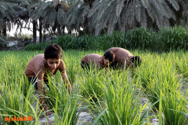 الأرز الحساوي .. "ذهب" تتوارثه الأجيال في واحة سعودية