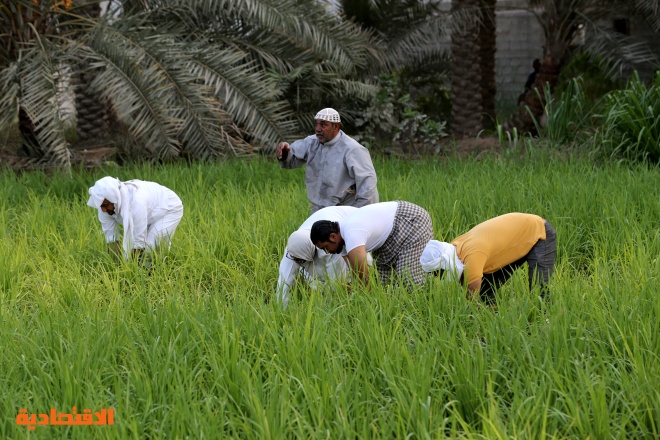 الأرز الحساوي .. "ذهب" تتوارثه الأجيال في واحة سعودية