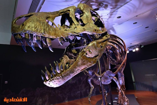 مزاد على هيكل عظمي لتيرانوصور وتوقعات بسعر قياسي