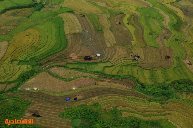 حقول الأرز في فيتنام حيث يعيش معظم سكان البلاد على الموارد الطبيعية كالزراعة