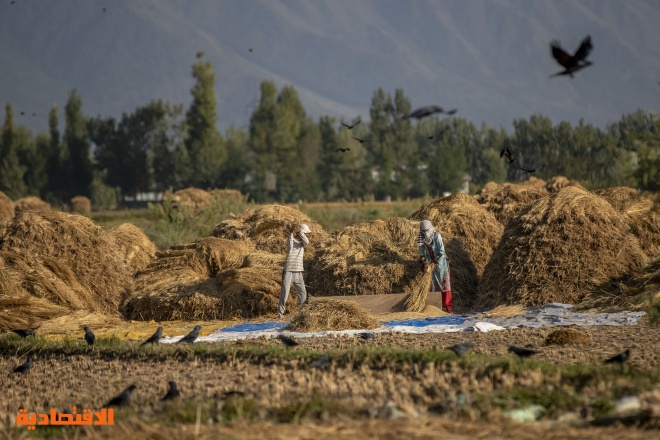 مزارعون يحصدون الأرز في كشمير حيث يعتمد الكثير من السكان في المناطق الريفية على الزراعة 