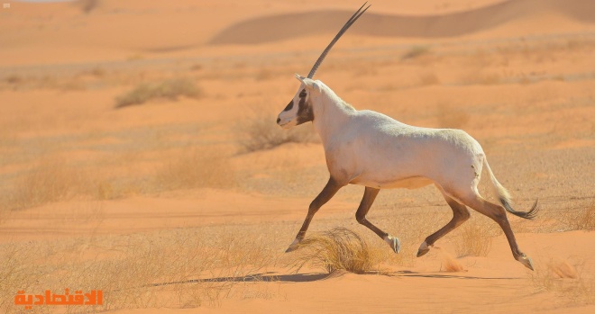  محمية بني معارض كنز الطبيعة في الربع الخالي