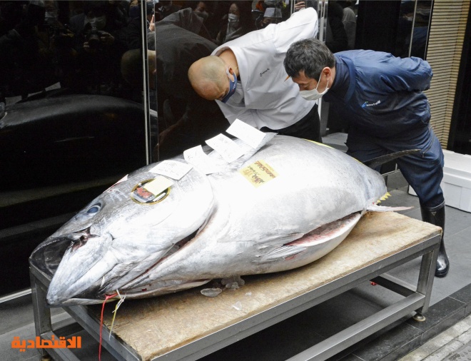 سمكة تونة تباع بأكثر من 200 ألف دولار بمزاد في اليابان
