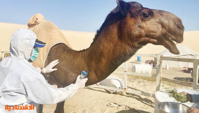 البيئة : صرف 103 مليون ريال دعم لصغار مربي الماشية .. والإجمالي 1.8 مليار ريال